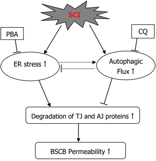The illustration for the roles of ER stress and autophagy on BSCB disruption after SCI.