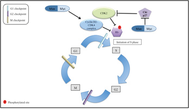 The Myc interaction with the cell cycle machinery.