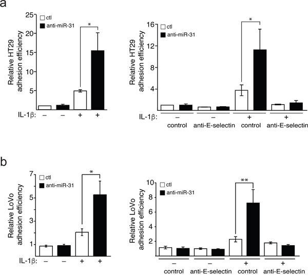 Mir-31 inhibits E-selectin-dependent adhesion of cancer cels to endothelial cells.