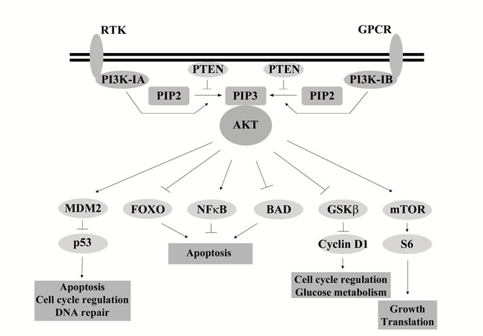 Overview of Class I PI3K signaling.