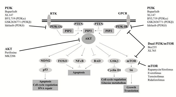 PI3K pathway inhibitors in clinical development.
