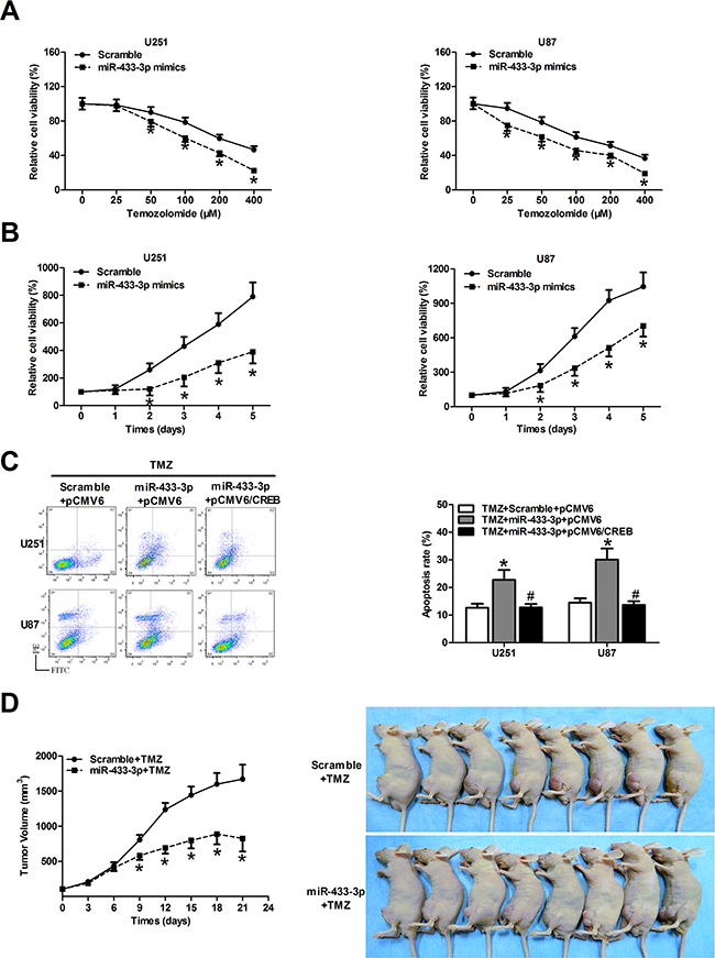 MiR-433-3p increases chemosensitivity of glioma cells to temozolomide (TMZ) by targeting CREB.