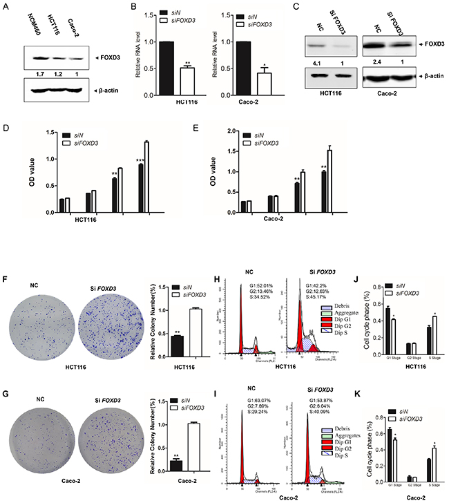 FOXD3 knockdown increased human colon cancer cell proliferation in human colon cancer cells.