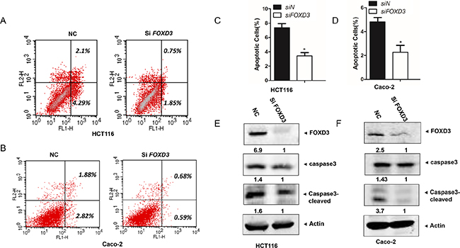 Knockdown FOXD3 decreased human colon cancer cell apoptosis.