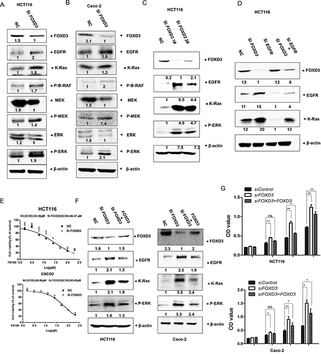 Knockdown FOXD3 activated EGFR/Ras/Raf/MEK/ERK signal pathway in the human colon cancer cells.