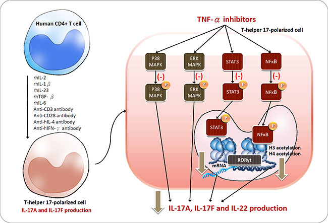 Schematic of the proposed intracellular mechanisms underlying TNF-&#x03B1; inhibitor regulation in Th17 cells polarized from CD4+ T cells.