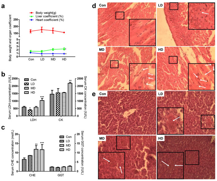 Effects of atrazine on the organ coefficient, biochemical analysis and histopathological in quail heart and liver.