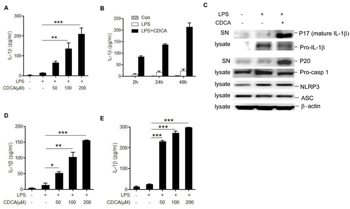CDCA induces mature IL-1&#x3b2; secretion and caspase-1 activation in macrophages.