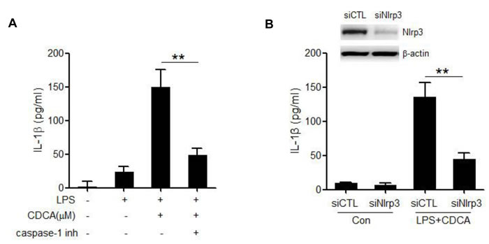 CDCA promotes the secretion of mature IL-1&#x3b2; in a NLRP3-dependent manner.