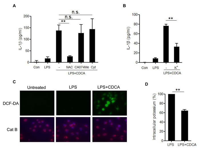 CDCA-induced NLRP3 inflammasome activation requires ROS production and potassium efflux.
