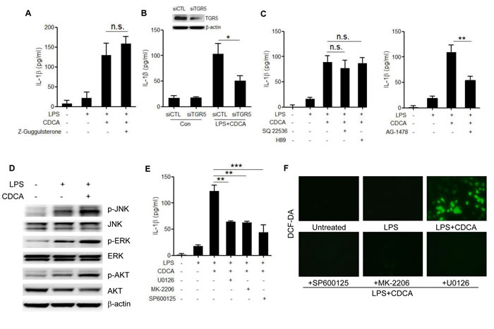 TGR5/EGFR signaling contributes to the CDCA-induced ROS production and IL-1&#x3b2; secretion.