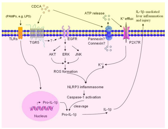Proposed model of CDCA-induced NLRP3 inflammasome activation and liver injury.