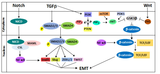 Regulation of EMT by the Notch, TGF&#x3b2;, and Wnt signaling pathways.