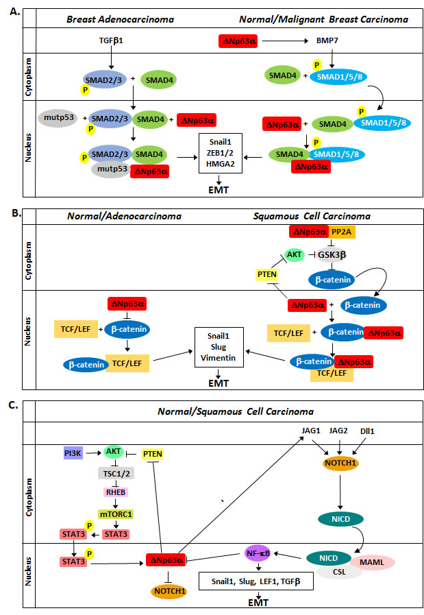 Role of &#x394;Np63&#x3b1; in the modulation in EMT with regard to the TGF&#x3b2;, Wnt, and Notch pathways.