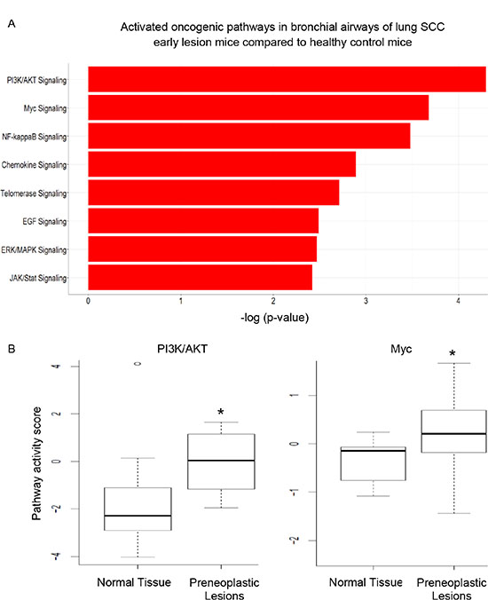 The significantly activated oncogenic pathways in the bronchial airways of mice harboring preneoplastic SCC lesions.