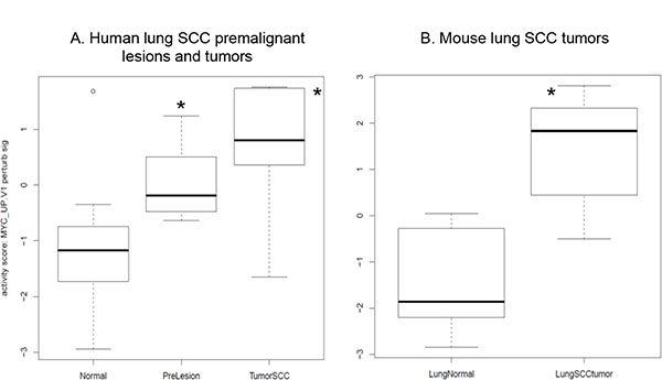 MYC oncogenic pathway is significantly activated in (A) the human lung SCC premalignant lesions and tumors relative to the bronchial airway samples based on the RNA-seq data from [24] and (B) the mouse lung SCC tumors based on our own RNA-seq data.