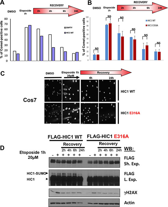 HIC1 SUMOylation is not required for efficient DSBs repair.