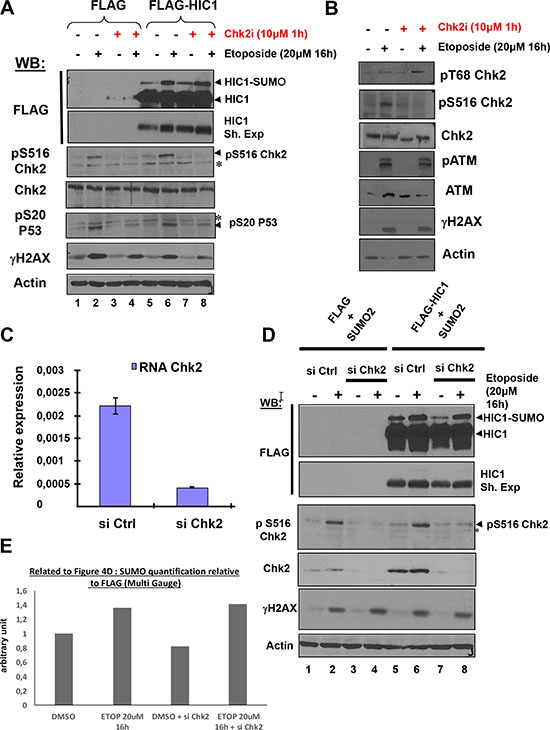 The increase of HIC1 SUMOylation upon irreparable DSB induction by etoposide requires ATM but not its effector kinase Chk2.