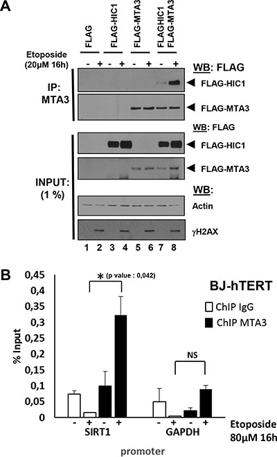 Irreparable DSBs induced by a 16 hour etoposide treatment lead to an increased interaction of MTA3 with HIC1 and favor its recruitment to the HIC1-response elements in the SIRT1 promoter.
