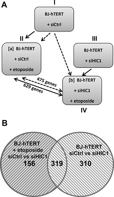 Identification of the genes regulated in BJ-hTERT human fibroblasts by HIC1 in the presence and absence of etoposide to induce irreparable DSB.