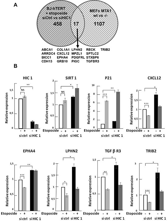 Identification of target genes potentially regulated in BJ-hTERT human fibroblasts by HIC1 SUMOylation and MTA1.