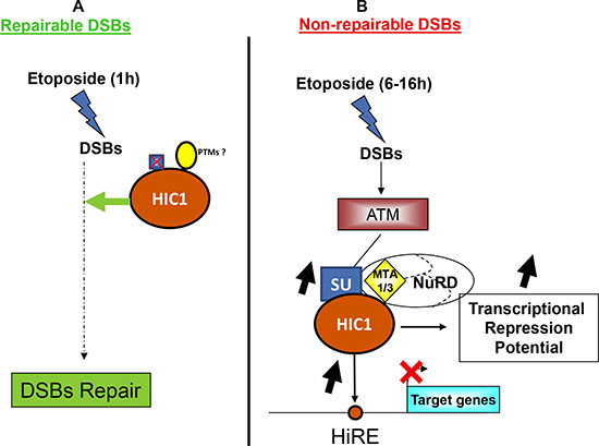 HIC1 SUMOylation is dispensable for DNA repair but essential for the transcriptional response to non-repairable DSBs.