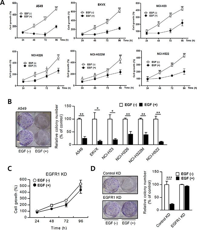 EGF inhibits NSCLC cell growth.