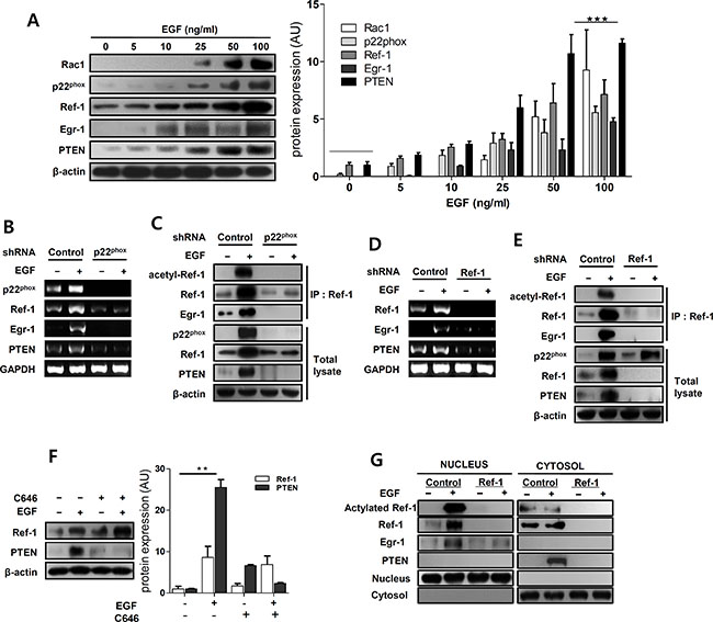 EGF promotes Ref-1 acetylation by regulating redox activity in A549 cells.