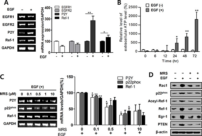 EGF activates P2Y in EGFR-expressing A549 cells.