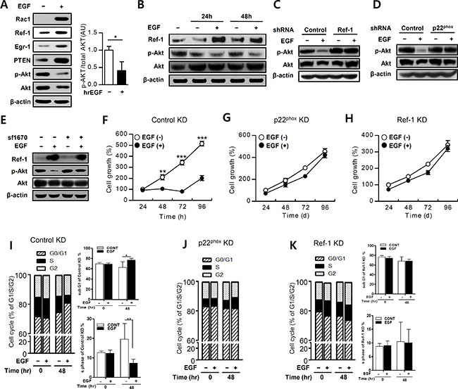 EGF suppresses the Akt pathway in growth-arrested A549 cells.