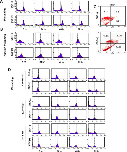 EGF increases apoptosis in A549 cells.