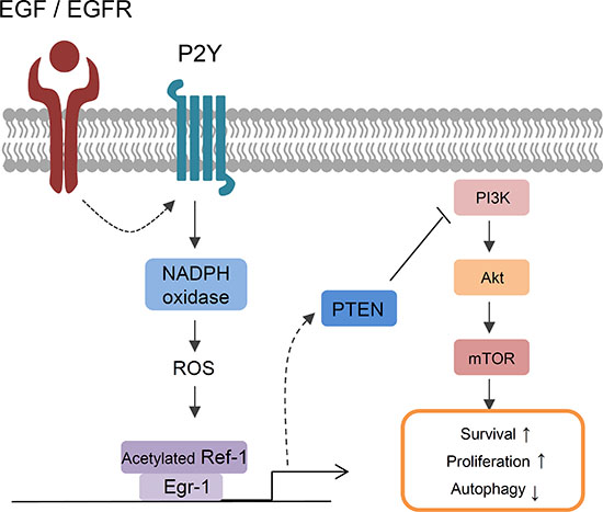 A model of EGF-induced signaling in lung cancer cells.