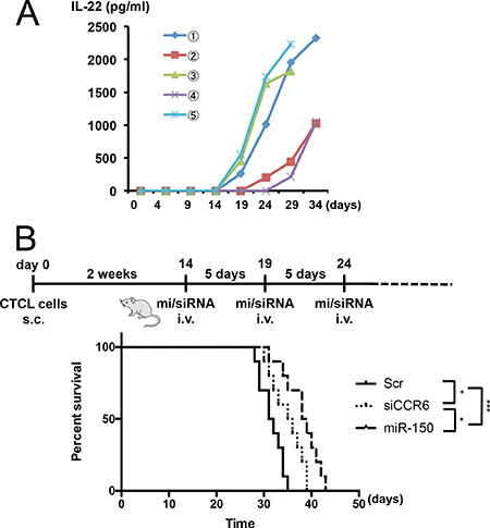 In vivo administration of miR-150 to CTCL xenograft mouse model.