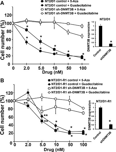 Guadecitabine and 5-aza sensitivity in EC cells are dependent on DNMT3B.