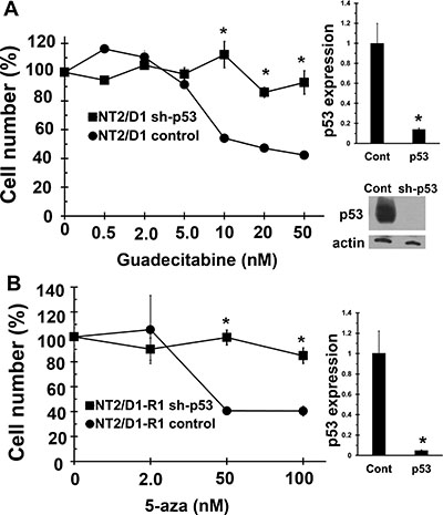 Guadecitabine and 5-aza sensitivity in EC cells is dependent on p53.