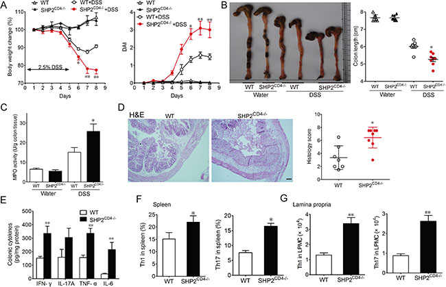 SHP2CD4&#x2212;/&#x2212; mice develop more severe colitis than WT mice in DSS-induced colitis model.