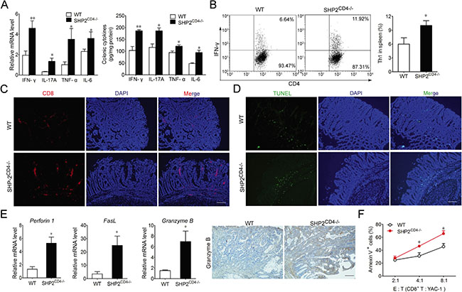 SHP2-deficiency results in a Th1 dominant tumor microenvironment with enhanced CD8+ CTL activity.