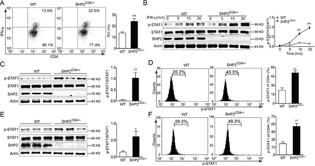 SHP2-deficiency in CD4+ T cells enhances IFN-&#x03B3;-STAT1 signaling and Th1 differentiation.