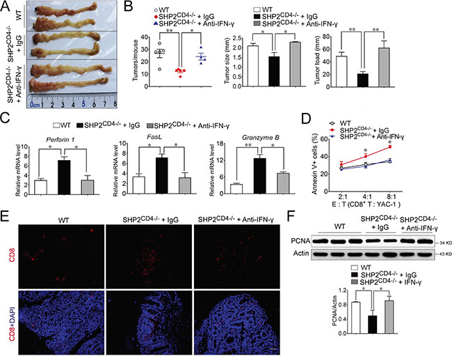 IFN-&#x03B3; neutralization reverses the inhibitory effect of SHP2-deficiency on CAC.