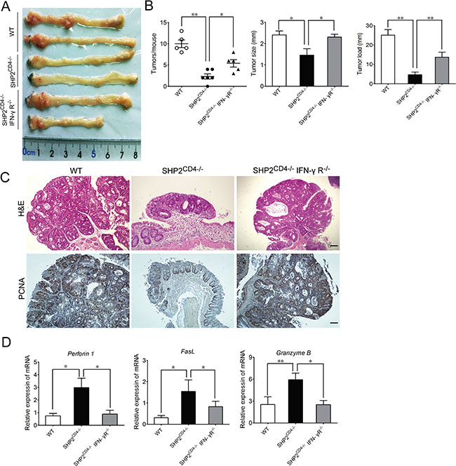 IFN-&#x03B3; signaling is required for the inhibitory effect of SHP2-deficiency on CAC.