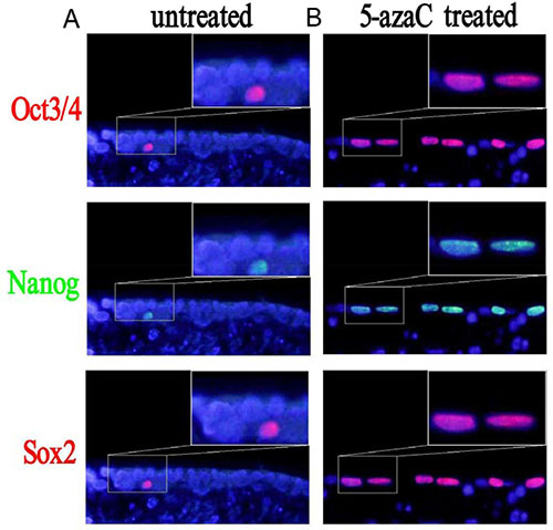 Changes in the expression of Sox2, Nanog, and Oct3/4 after 5-azaC treatment analyzed by immunofluorescence.