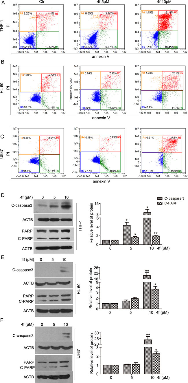 Compound 4f induces apoptosis in AML cells in vitro.