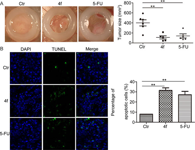 Compound 4f inhibits tumor growth via apoptosis in vivo.