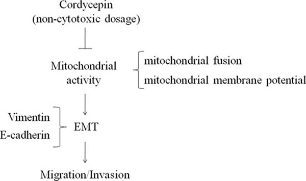 The anti-invasion of cordycepin in ovarian carcinoma mediated by down-regulation of mitochondrial activity.