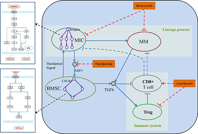 Hybrid multi-scale agent-based model of myeloma cell growth.