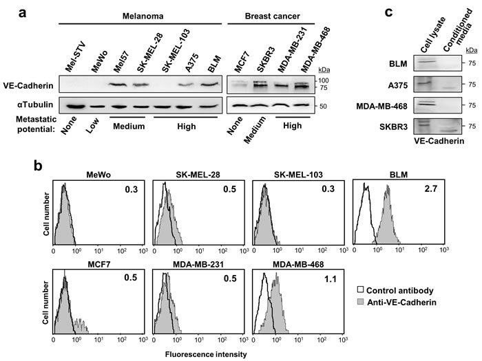 VE-cadherin is expressed in melanoma and breast cancer cell lines.