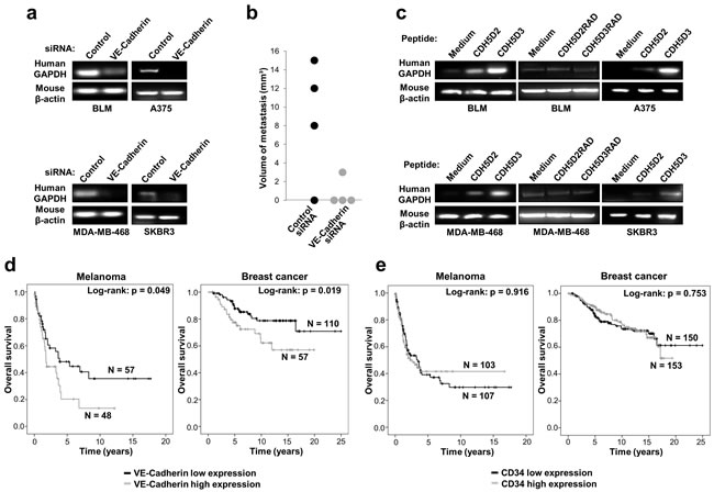 VE-cadherin expression is associated with lung metastasis in mouse models and poor survival in melanoma and breast cancer patients.