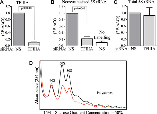 TFIIIA depletion lead to 5S rRNA neosynthesis inhibition.