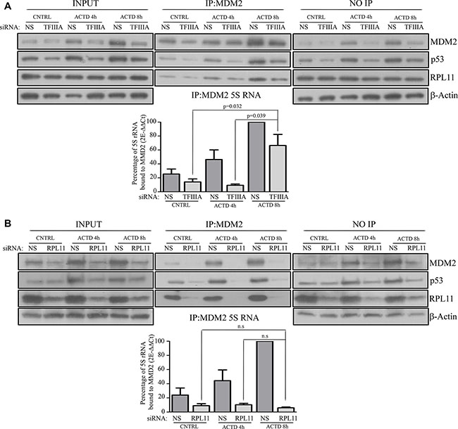 After ribosome biogenesis inhibition the assembly of the 5S RNP complex occurs under a reduction of 5S rRNA neosynthesis.