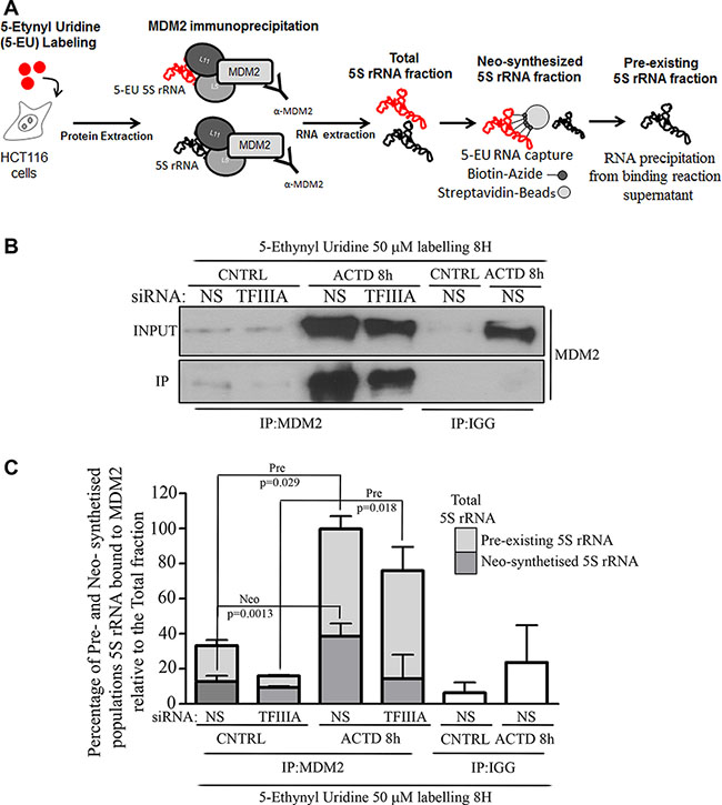 Pre-existing 5S rRNA is recruited to MDM2 binding during ribosome biogenesis inhibition.